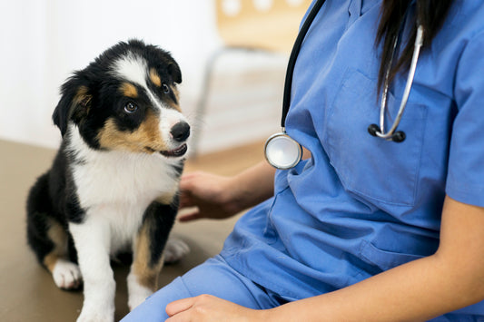 The Ultimate Guide to Choosing the Right Pet Insurance Plan in New Zealand