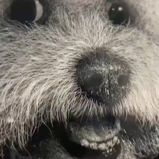 Custom pet sympathy gift
Anniversary pet portrait