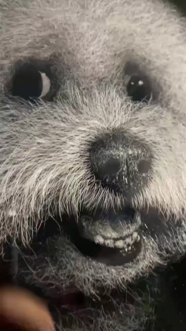 Custom pet sympathy gift
Anniversary pet portrait